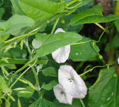 Convolvulus arvensis