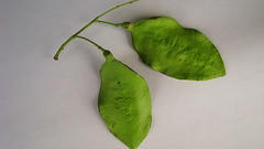 Jacaranda jasminoides