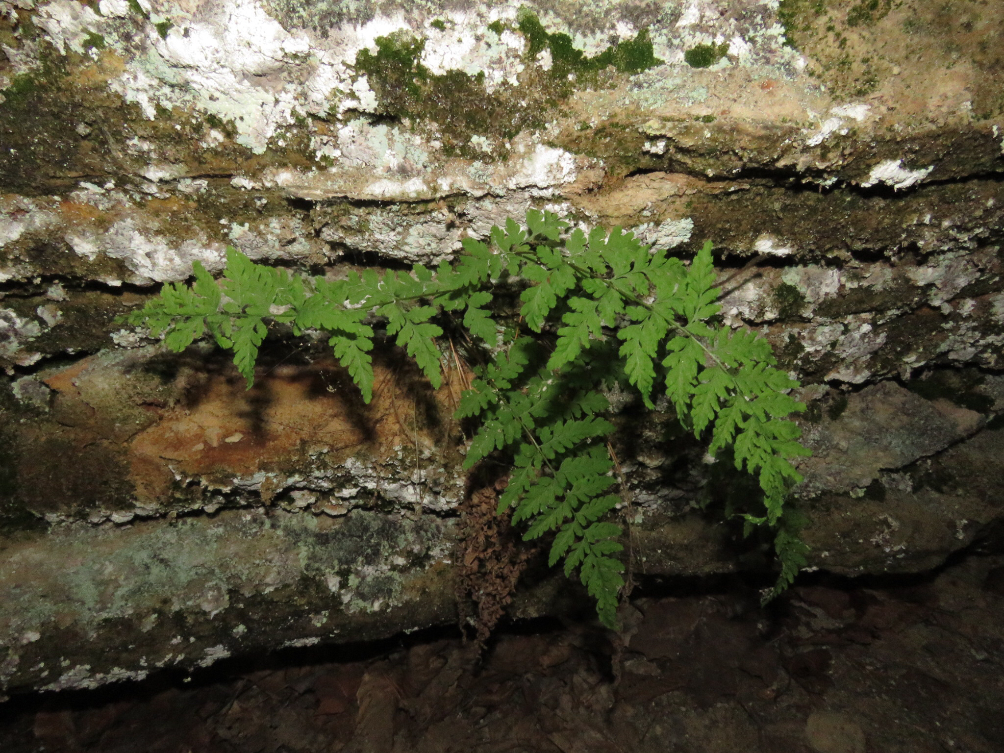 Cystopteris laurentiana
