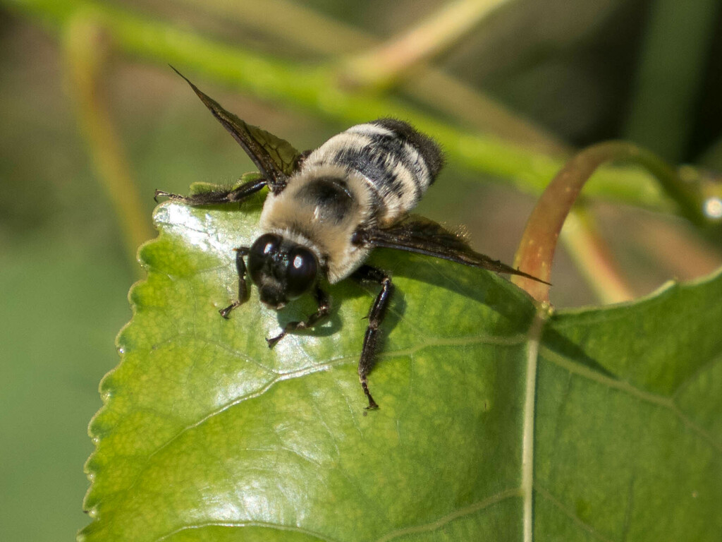 Black-and-gold Bumble Bee from North Mississippi Regional Park, 5116 N