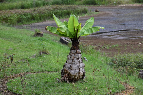 Abyssinian banana