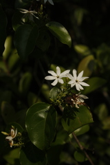 Jasminum malabaricum