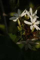 Jasminum malabaricum