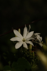 Jasminum malabaricum