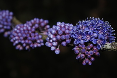 Memecylon randerianum