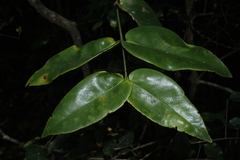 Memecylon randerianum