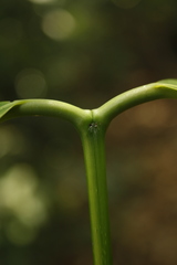 Poeciloneuron indicum