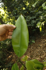 Poeciloneuron indicum