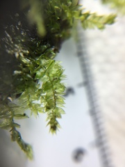 Isopterygiopsis muelleriana