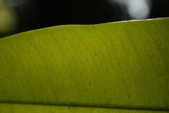 Poeciloneuron indicum