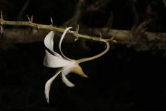 Dendrobium barbatulum