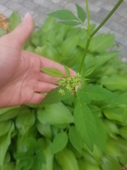 Aegopodium