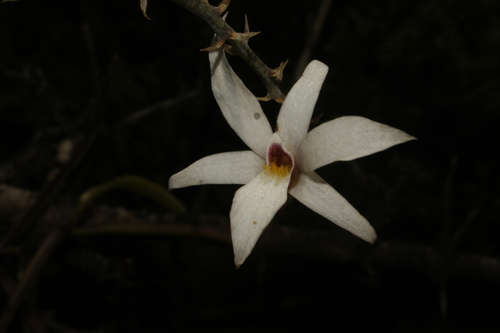 Image of Dendrobium barbatulum by (c) Siddarth Machado, some rights reserved (CC BY)