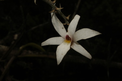 Dendrobium barbatulum