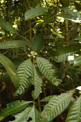 Psychotria nigra