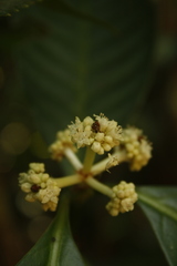 Psychotria nigra