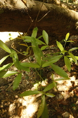 Vitex leucoxylon