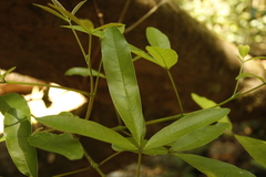 Vitex leucoxylon
