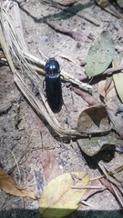 Melanactes
