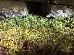 Isopterygiopsis muelleriana