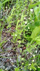 Moehringia lateriflora