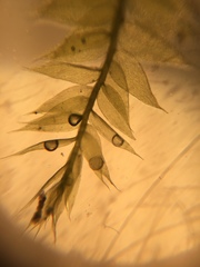Isopterygiopsis muelleriana