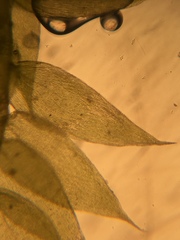 Isopterygiopsis muelleriana
