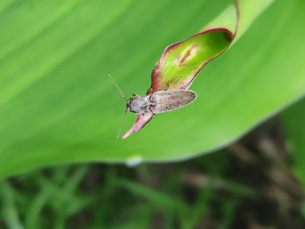 Hairy Click Beetle