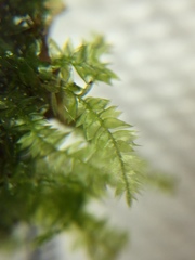Isopterygiopsis muelleriana