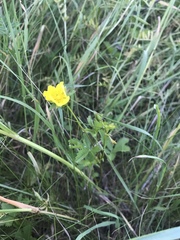 Potentilla reptans