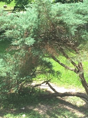 Juniperus virginiana