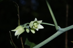 Adenia hondala