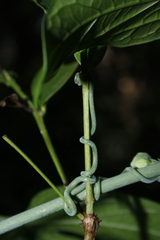 Adenia hondala