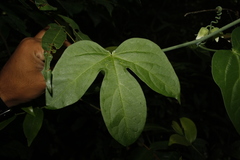 Adenia hondala