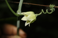 Adenia hondala