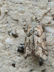Epinotia subviridis