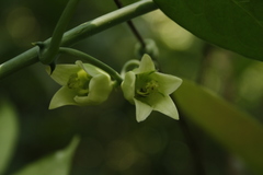 Adenia hondala