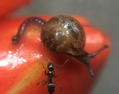 Ovachlamys fulgens