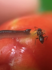 Ovachlamys fulgens