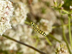 Philanthus multimaculatus