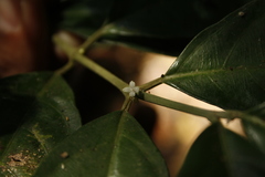 Lasianthus acuminatus