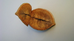 Jacaranda jasminoides