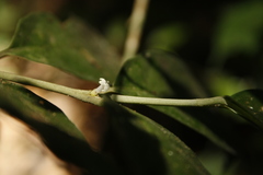 Lasianthus acuminatus