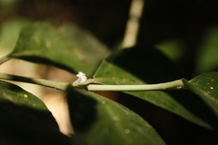 Lasianthus acuminatus