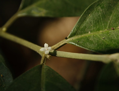 Lasianthus acuminatus