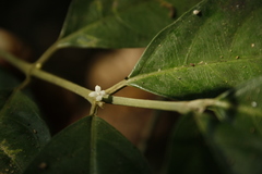 Lasianthus acuminatus