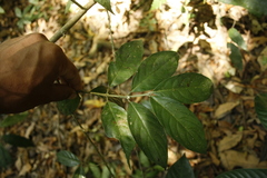Lasianthus acuminatus