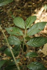 Lasianthus acuminatus