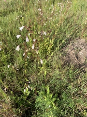Penstemon multiflorus