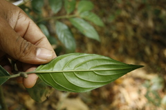 Lasianthus acuminatus